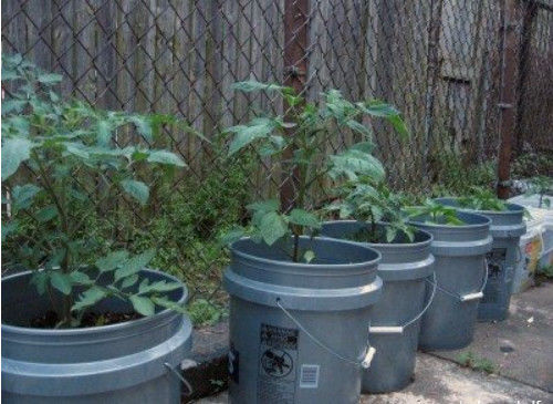 5 liter plastic emmercontainers voor het planten van groenten